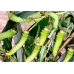 Chinese Oak Silkmoth pernyi 15 eggs 